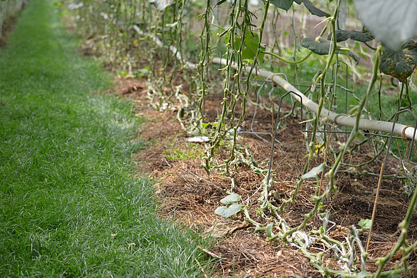 Sur la photo, on voit des plants de concombres recouverts d'une couche de paillis. De l'herbe pousse entre les rangées. 