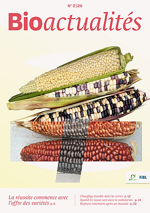 Page de couverture du Bioactualités 2|26: Différentes variétés d'épis de maïs.