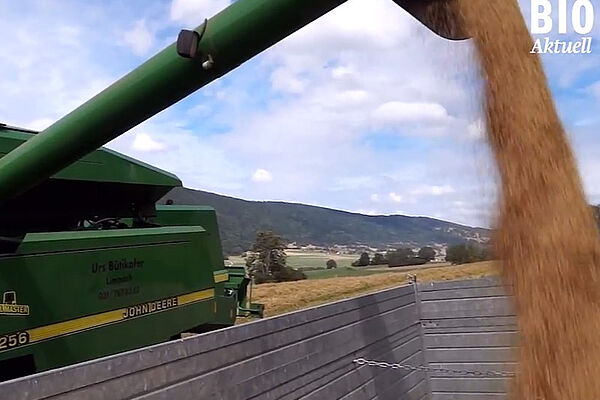 massonneuse-batteuse en vidant le tanc à grains