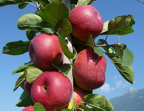 Quatre belles pommes rouges sur une branche, en été; quelques belles feuilles vertes les entourent.