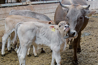 Une vache dans une étable lèche un petit veau.