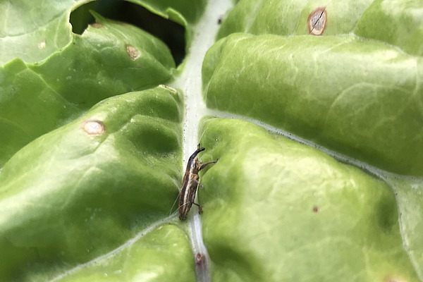 Un lixus de la betterave sur une feuille de côte de bette.