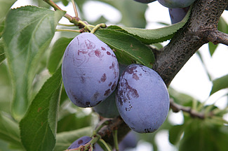 violette Zwetschgenfrucht am Ast