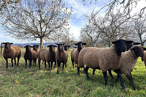 trouepeau de quelques moutons sous les arbres.