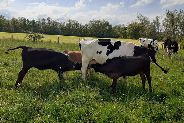Veaux laitiers tétant une vache laitière au pâturage. 