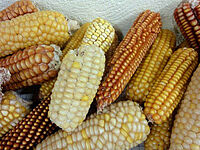 Epis de maïs de toute sorte de couleur.