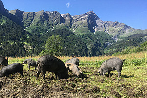 Des cochons Noirs des Alpes dans un pâturage avec des montagnes en arrière-plan.