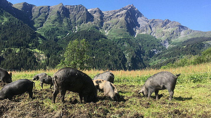 Des cochons Noirs des Alpes dans un pâturage avec des montagnes en arrière-plan.
