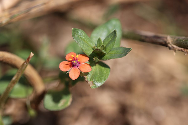 Mouron des champs en fleur. 