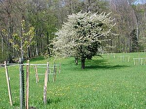 Sur une prairie, un jeune arbre devant, et un vieil arbre derrière