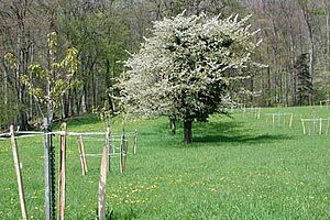 Sur une prairie, un jeune arbre devant, et un vieil arbre derrière