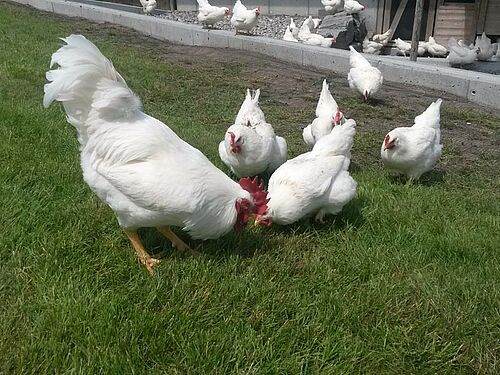 Un coq blanc et des poules blanches au pâturage