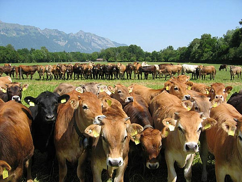 Bovins d'engraissement dans un pâturage