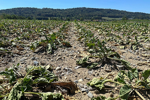 Des betteraves sucrières aux feuilles desséchées sur un sol sec.