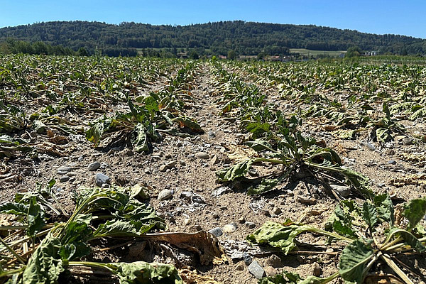 Des betteraves sucrières aux feuilles desséchées sur un sol sec.