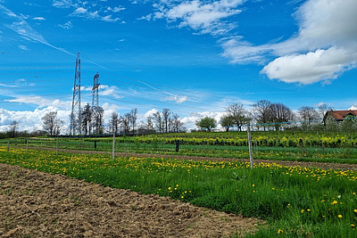 Au premier plan, on aperçoit une clôture électrique à trois fils ; derrière, on distingue les parterres et les rangées d'arbres. 