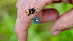 Une abeille maçonnique d'une main