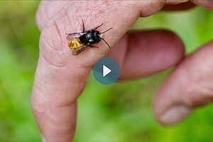 Une abeille maçonnique d'une main