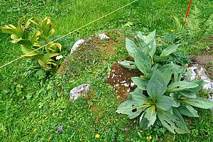 A gauche , plante de vérâtre blanc un peu jaunâtre; à droite, plante de gentiane jaune bien verte.