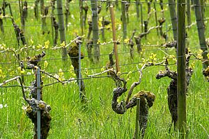 Une vigne en printemps