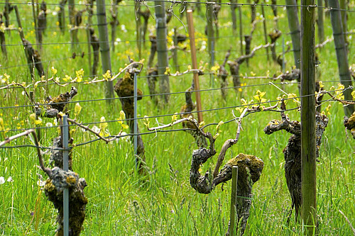 Une vigne en printemps
