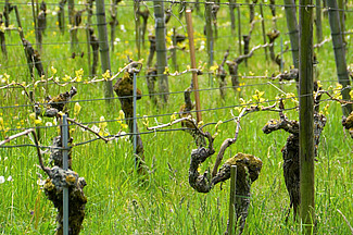 Une vigne en printemps