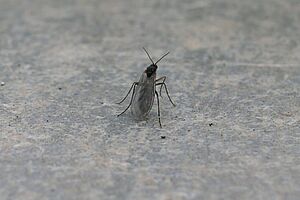 Un moustique sur un fond gris