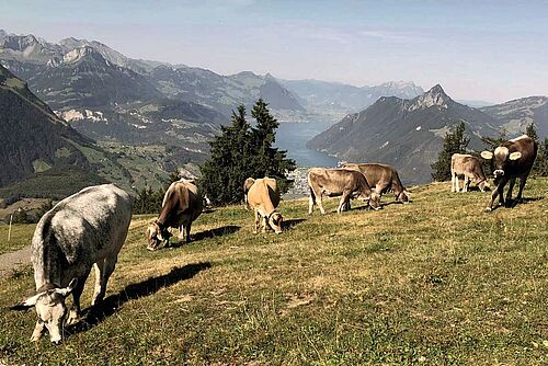 Génisses sur l'alpage, à l'arrièrre-plan le Lac des quatre Cantons. 