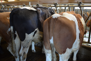 Deux bovins de dos dans le cornadis.