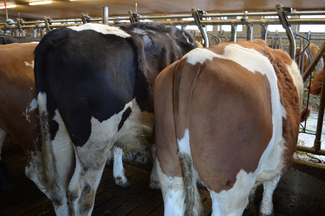 Deux bovins de dos dans le cornadis.