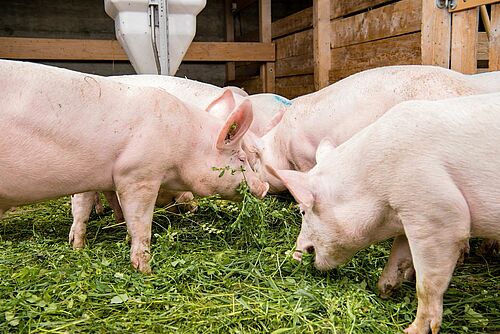 Les porcs adultes mangent de l'herbe