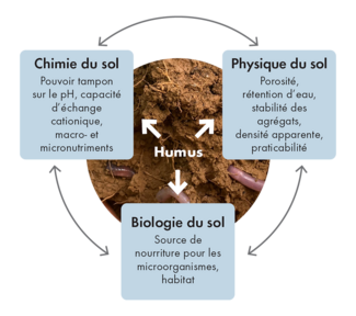 Graphique avec une image de terre avec des vers de terre et le terme humus au centre. Tout autour, trois cases avec le texte suivant : Chimie du sol - Pouvoir tampon sur le pH, capacité d'échange cationique, macro- et micronutriments. Physique du sol - porosité, rétention d'eau, stabilité des agrégats, densité apparente, praticabilité. Biologie du sol - source de nourriture pour les microorganismes, habitat.