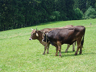 Vache et taureau au pré.