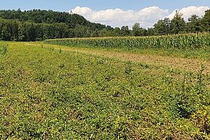 Un champ de pommes de terre avec des fanes partiellement couchées. En arrière-plan, l'horizon avec la forêt. 