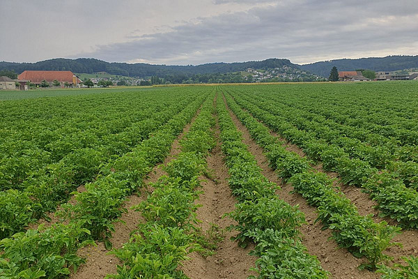 Champ avec des rangées de plants de pommes de terre verts sur des buttes de terre.