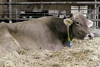 Vache laitière couchée dans le box à litière profonde.