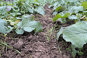 On voit de jeunes plants de colza disposés en deux rangées. Entre les deux se trouvent des graines bleues. 