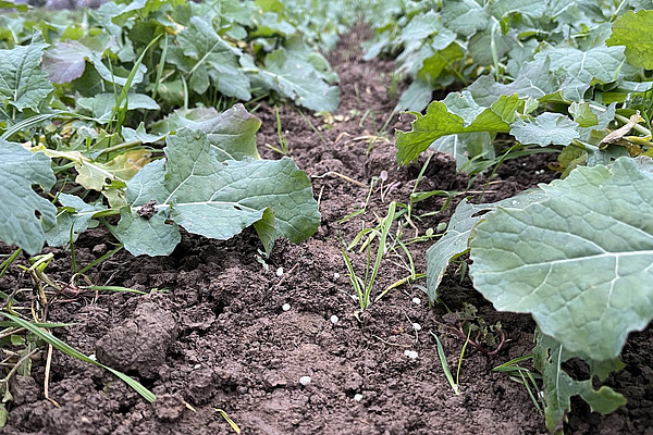 On voit de jeunes plants de colza disposés en deux rangées. Entre les deux se trouvent des graines bleues. 