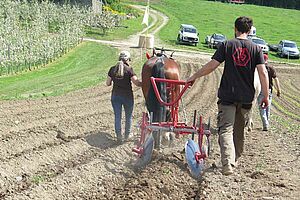 Mult tirant une butteuse à pomme de terre dans un champ de pomme de terre en pente