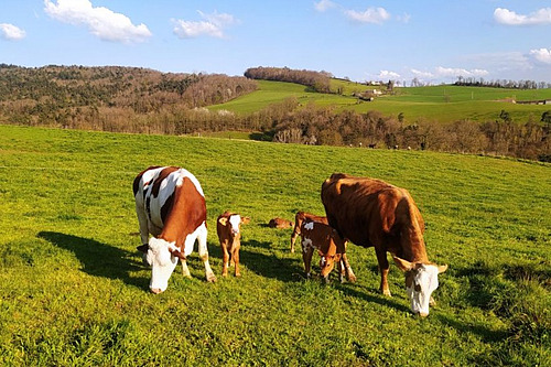 Veaux laitiers et vaches laitières ensemble au pâturage.
