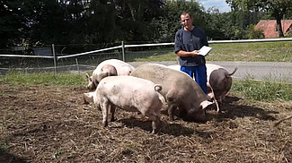 Un homme dans un groupe de porcs dans le champ.