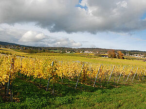 Parcelle de vigne en automne quand les feuilles deviennent jaunes