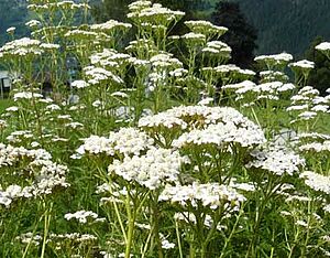 Fleurs d'achillée des collines