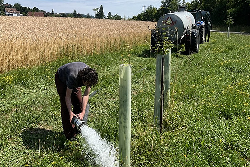 Une personne munie d'un tuyau se penche vers un petit arbre planté. Un grand jet d'eau jaillit du tuyau. À l'arrière-plan, on aperçoit un tracteur équipé d'un réservoir d'eau. 