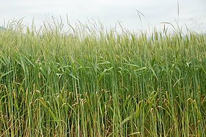 Epis de vulpin dépassant les épis de blé d'automne.