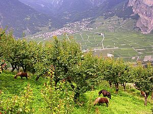 Abricotiers haute-tige avec des chevaux au pâturage