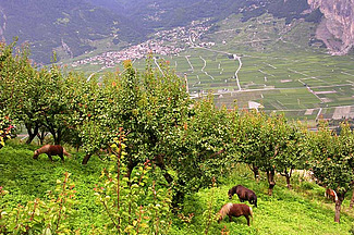 Abricotiers haute-tige avec des chevaux au pâturage.