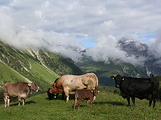 Famille de bovins avec taureau, vaches et veaux à l'alpage