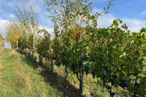 Les vignes sont alignées et des saules poussent entre elles à intervalles réguliers.