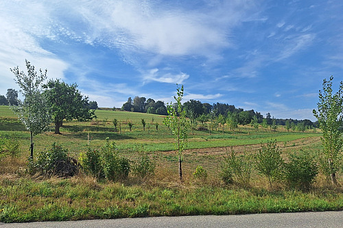 Vue depuis une route sur une zone agroforestière structurée, avec des rangées d'arbres soigneusement plantées.
